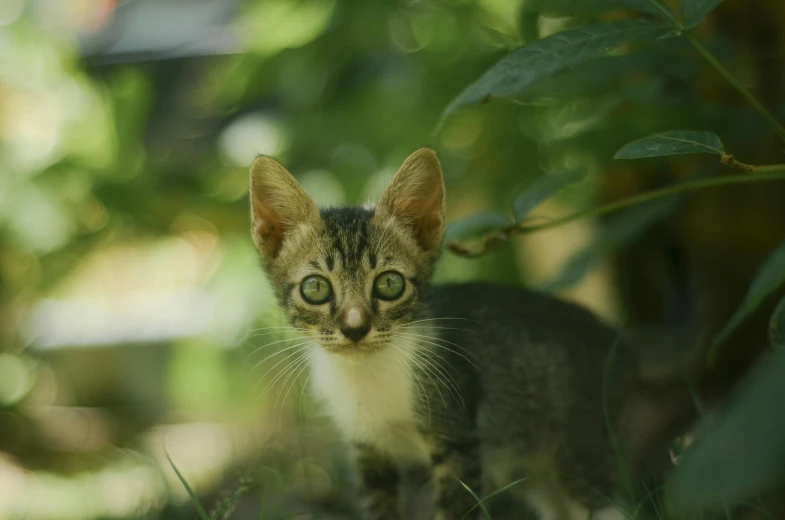 a small tabby cat with green eyes peers from behind the grass