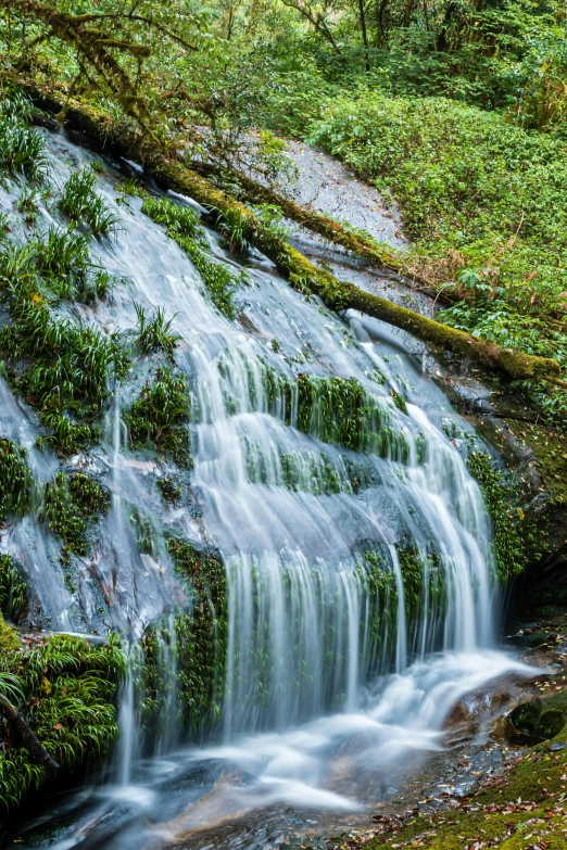 there is a small waterfall in the forest