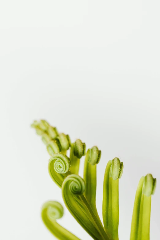 the plant leaves are growing on the stalk