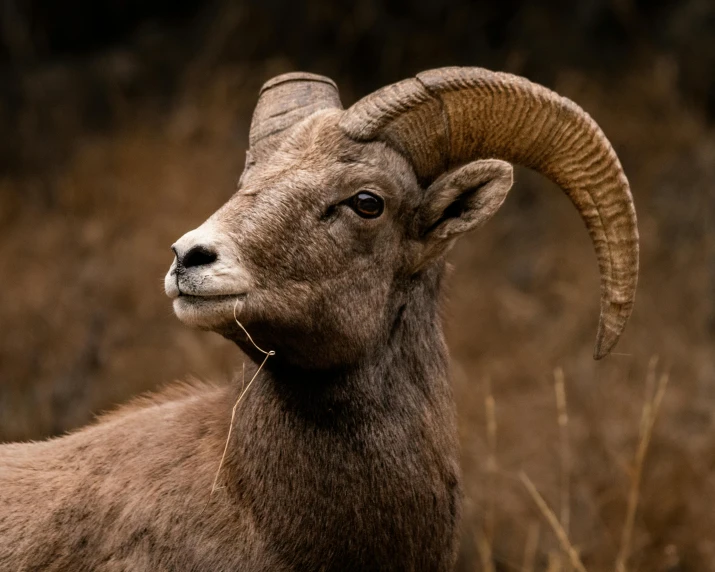a ram standing on top of a dry grass covered field