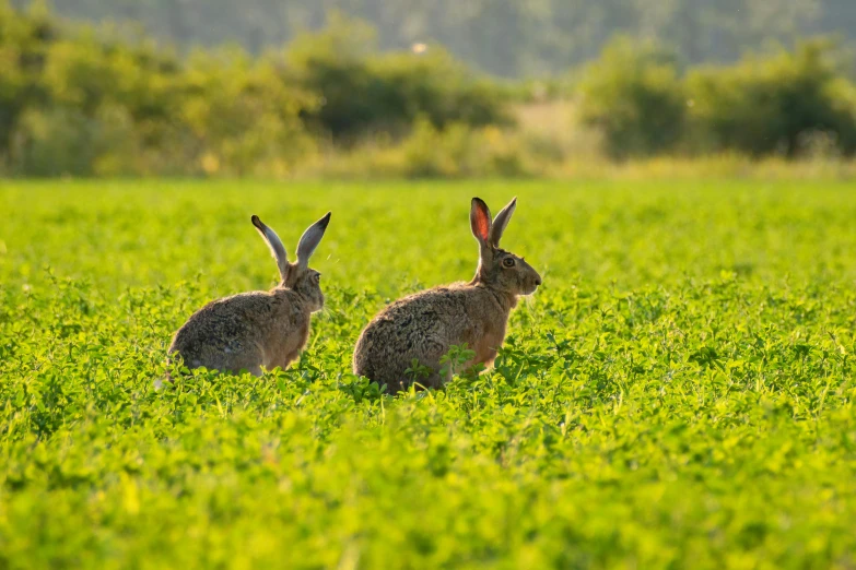 two rabbits sitting in tall grass in a field