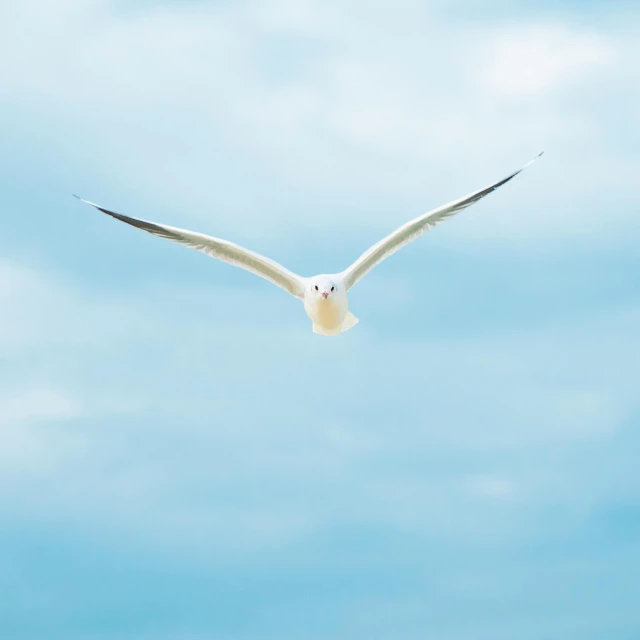 a white bird flying through a blue sky