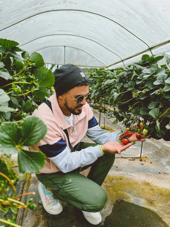 man squatting on steps and picking berries from the bush