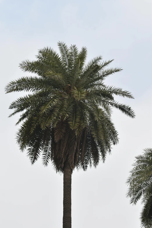 a tall palm tree is standing near the sky