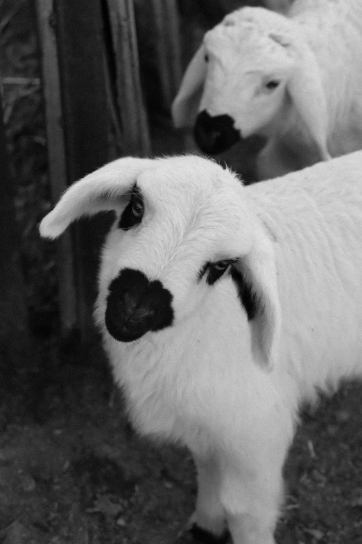 two white baby goats looking toward the camera