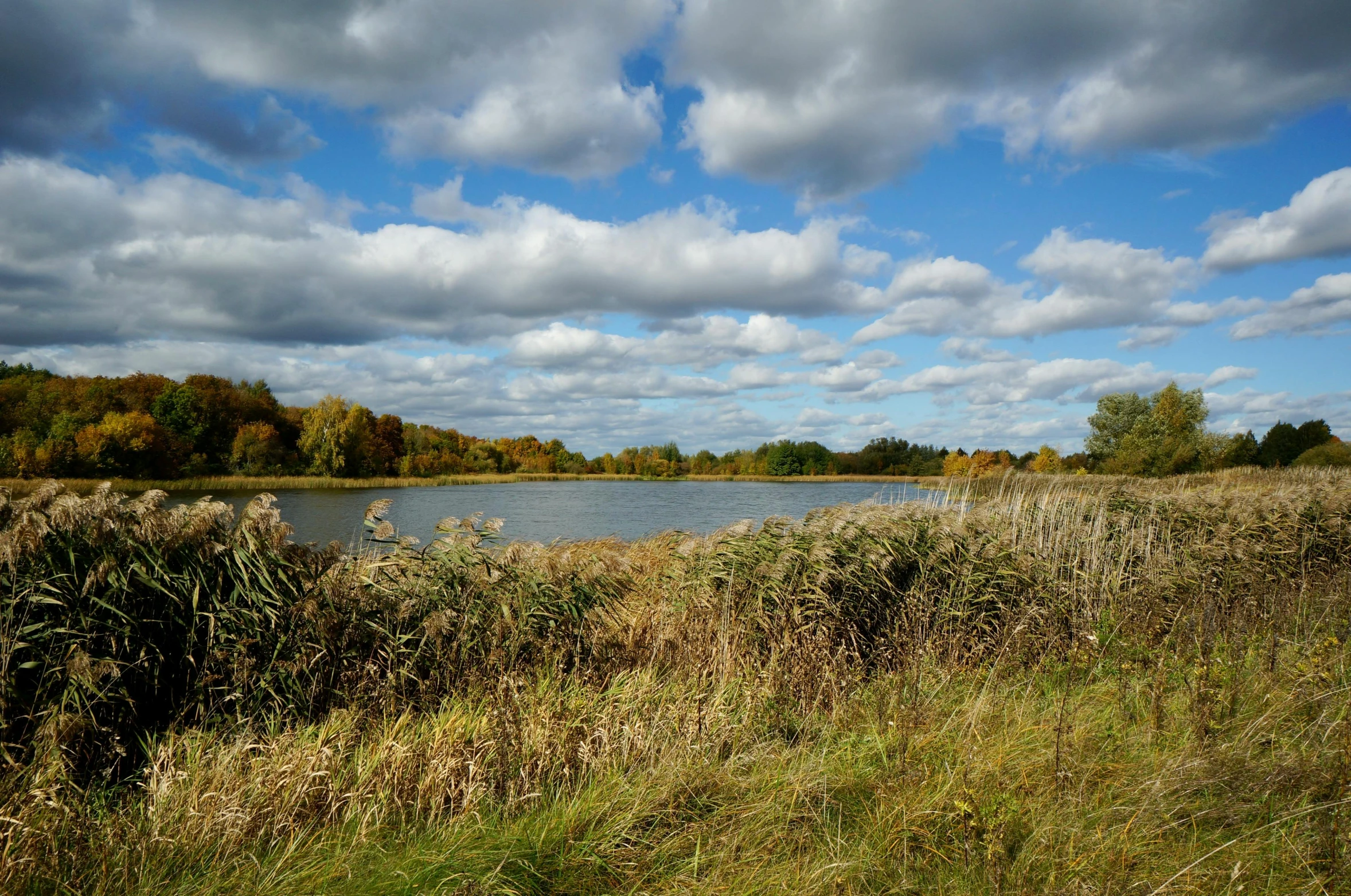 grass is in front of a body of water