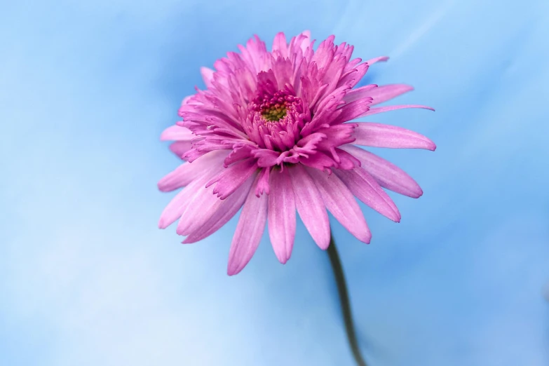 a pink flower is set against a blue background