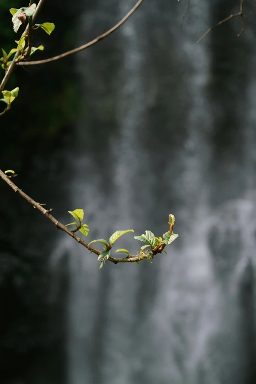 a small bird perched on a tree nch with a waterfall behind it