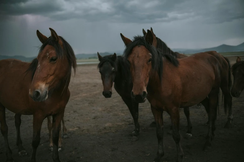 five horses standing together in an empty field