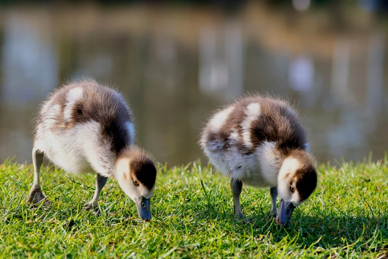 two brown and white birds on the grass