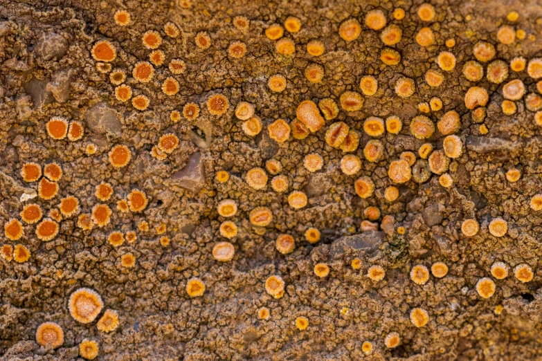 a pattern of orange and white fungus growing out of a rock