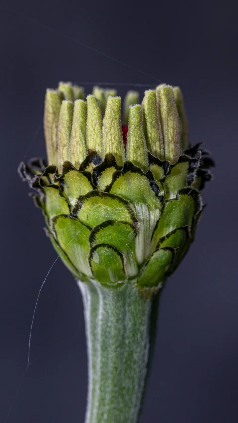 small bugs crawling around the petals of a green flower