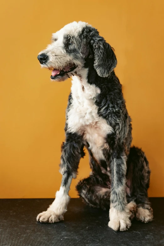 a large black and white dog is sitting