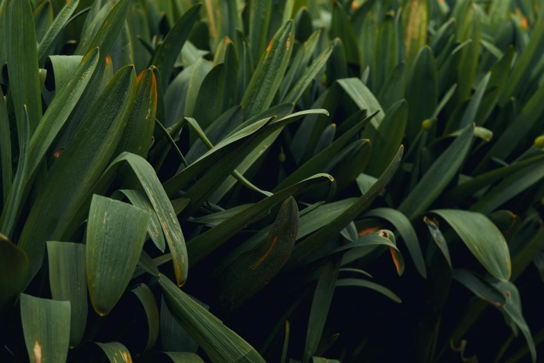 the green leaves are beginning to wilt on the plant