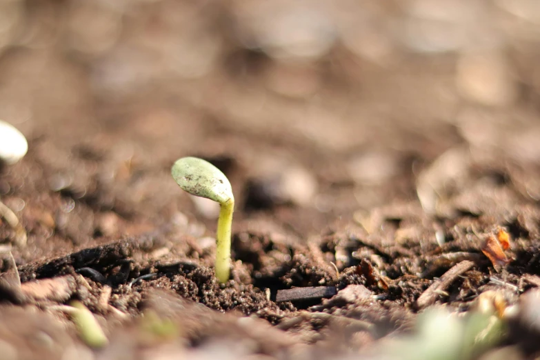 a small green plant sitting on top of some dirt