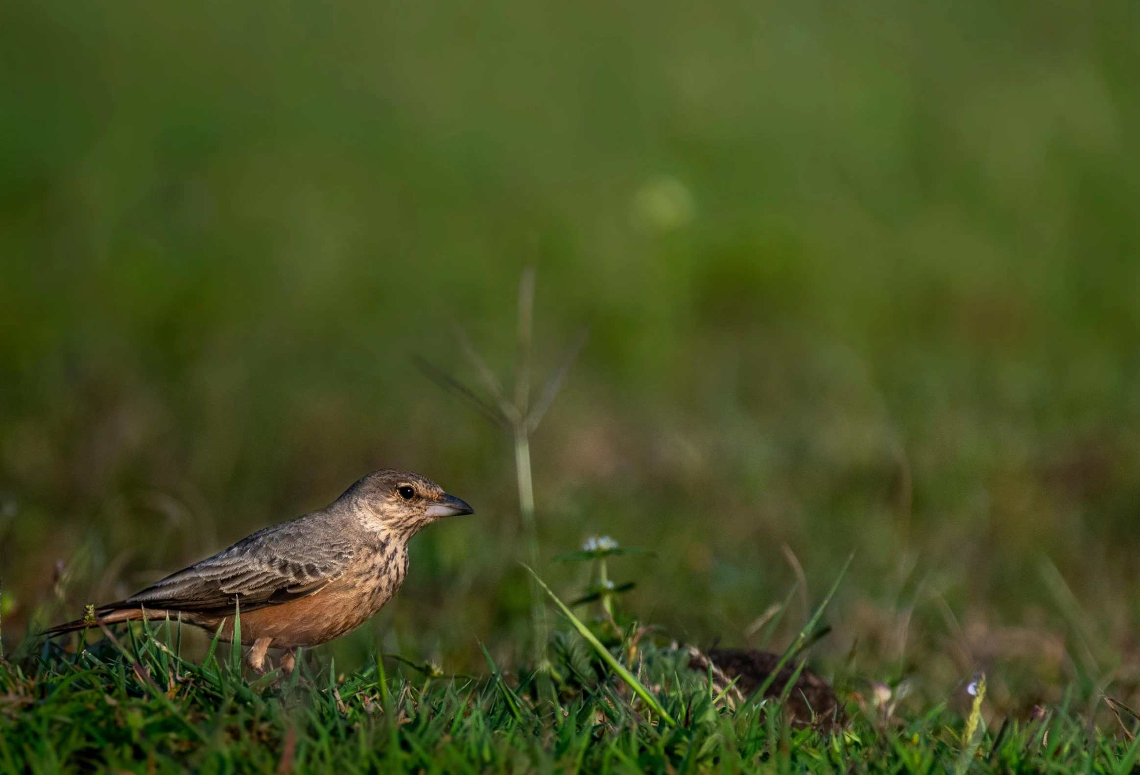 a small bird standing on top of a green grass covered field