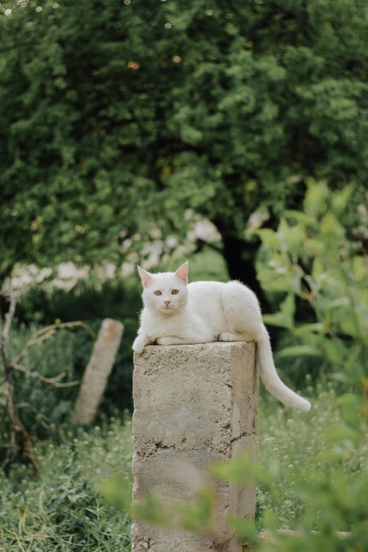 a white cat is laying on a cement block