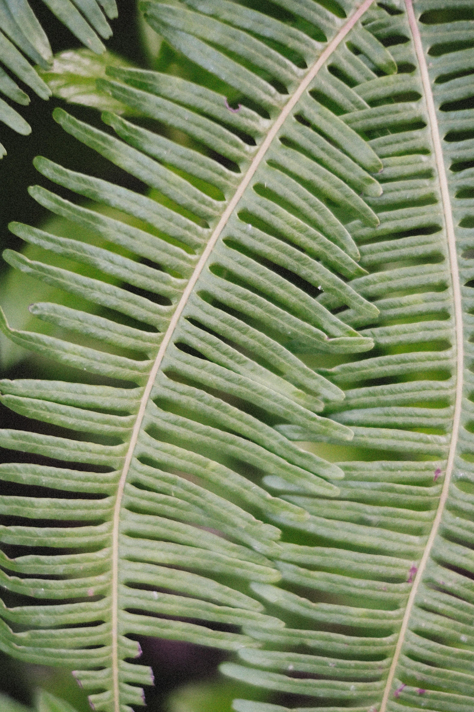 large, green leaves from a plant close up