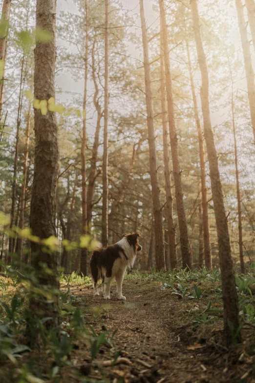 a dog standing in a pine forest with the sun shining on it