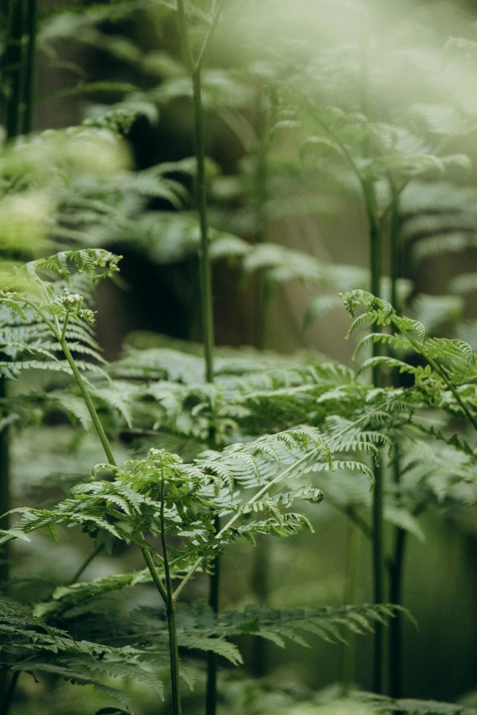 some very pretty green plants with lots of leaves