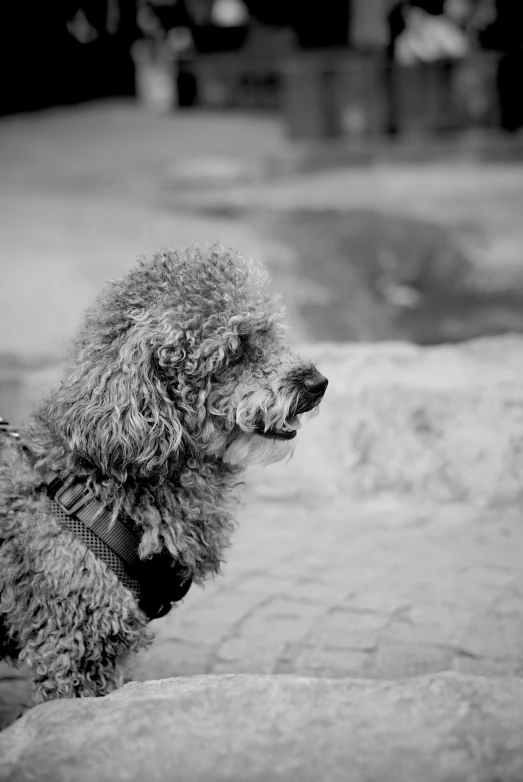 a close up of a poodle dog with its tongue out