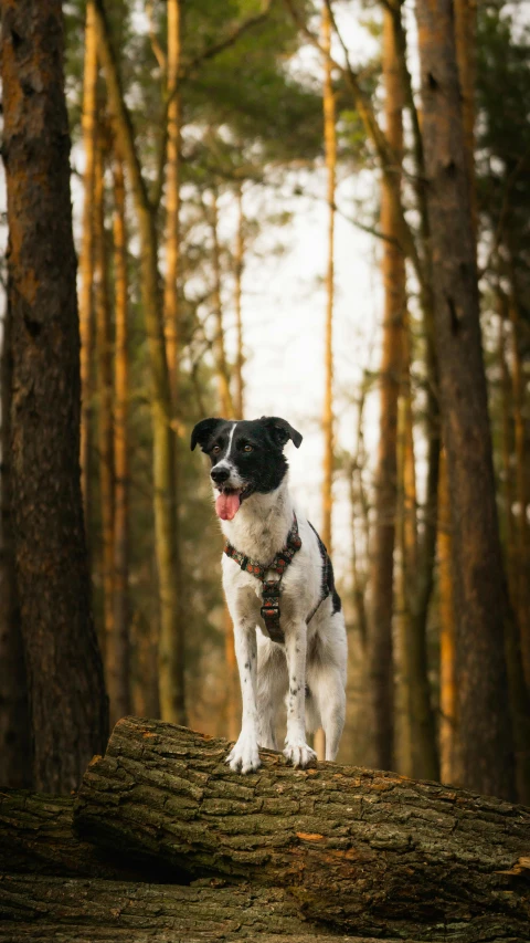 the small dog is standing on the log in the woods