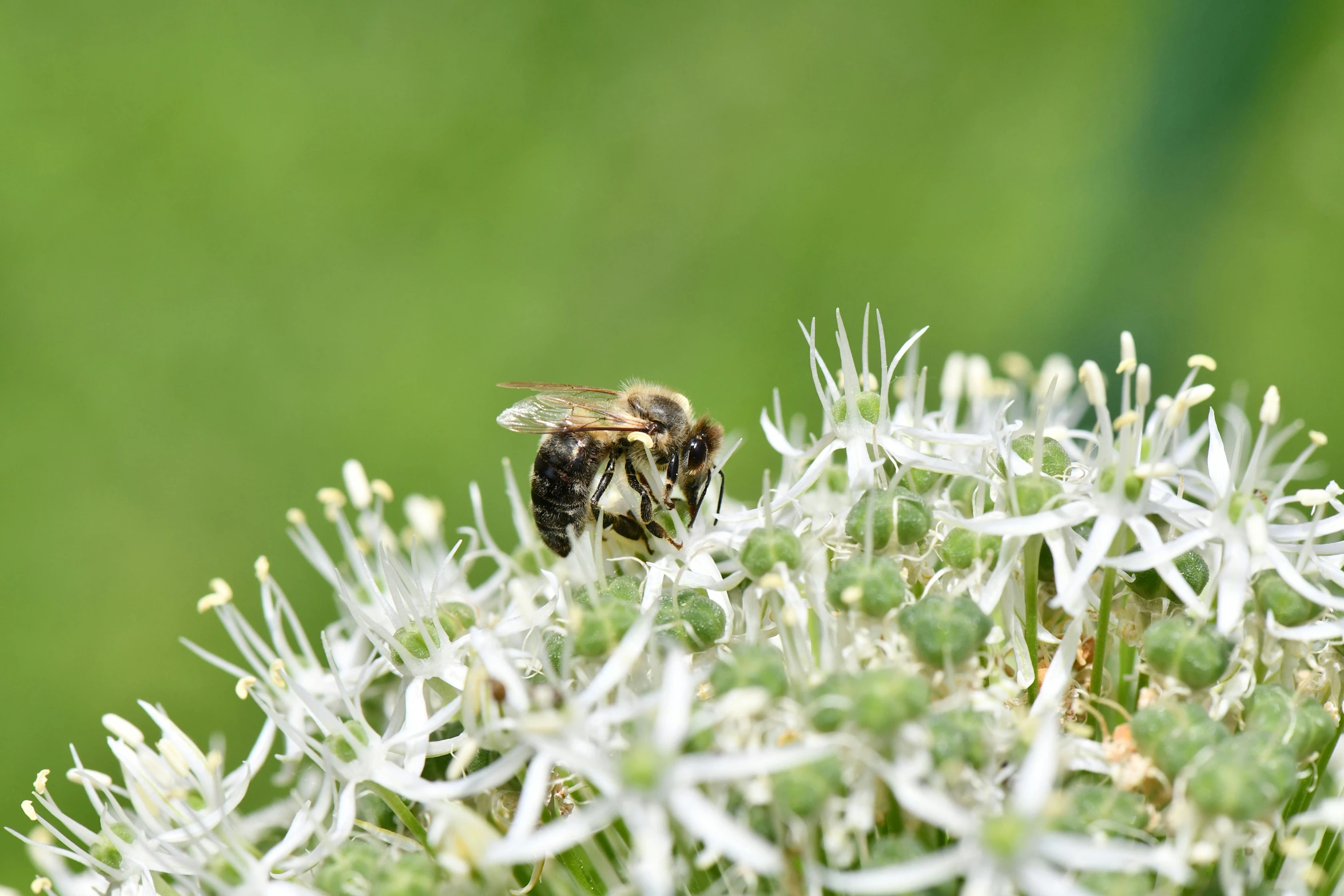 bee sitting on a flower and looking out