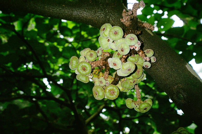a cluster of green flowers growing on a tree