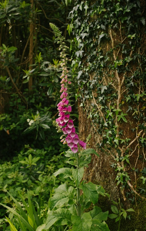 purple flowers growing around a tree in the woods