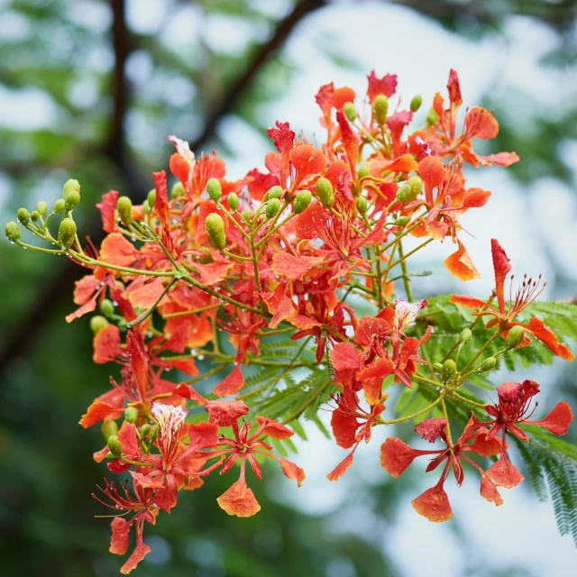 red flowers with green leaves and sky in background