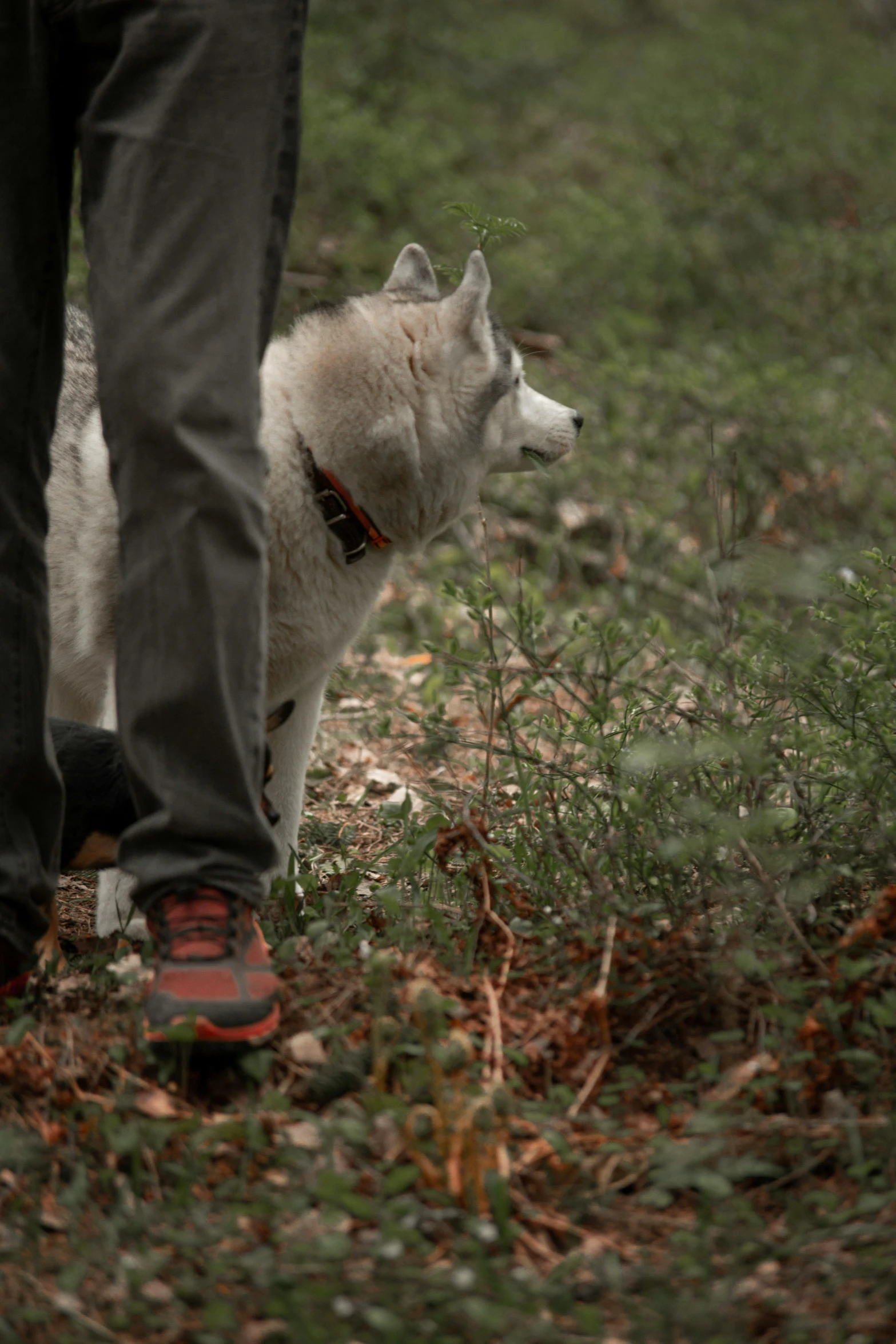 a white dog is sitting on grass near a man