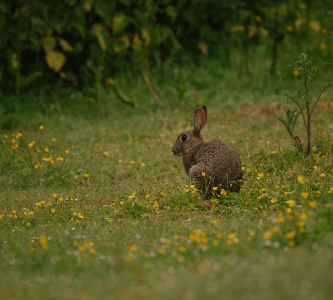 an animal sits on grass in the wild