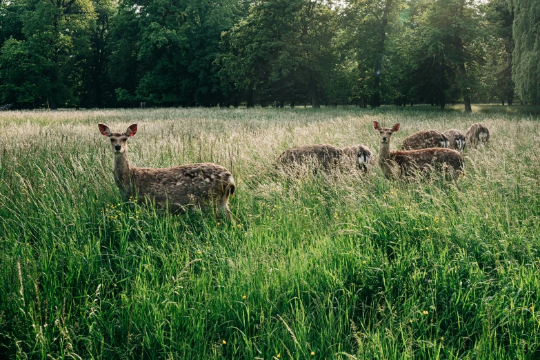 the deer are looking around in the tall grass