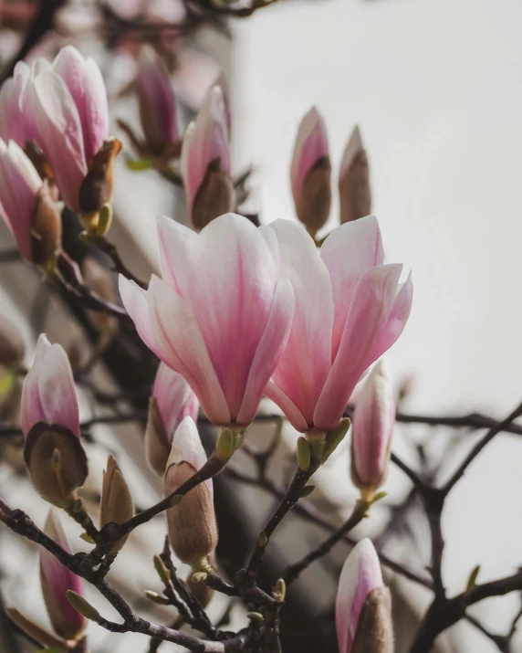 close up view of pink flowers in bloom