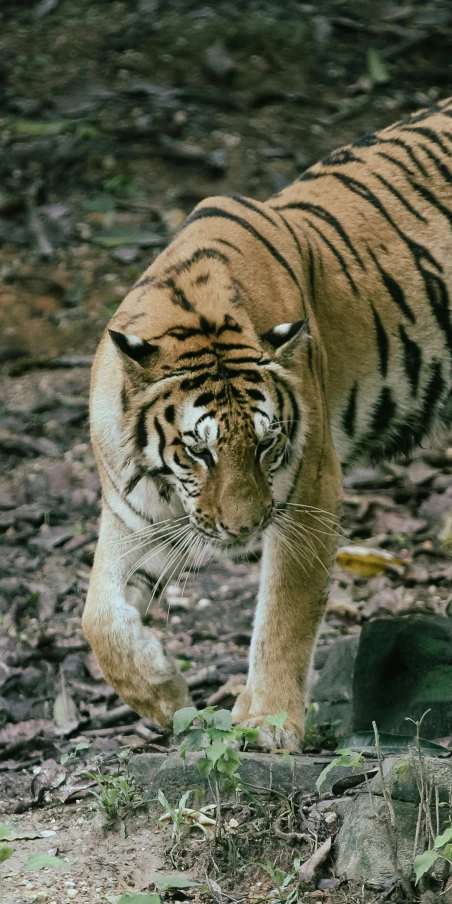 a tiger walking across a rocky field next to forest