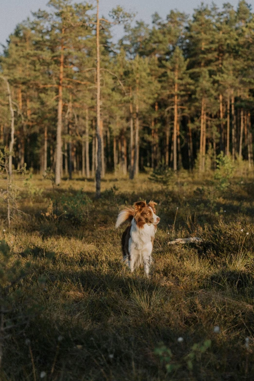 a dog is standing on a grassy field