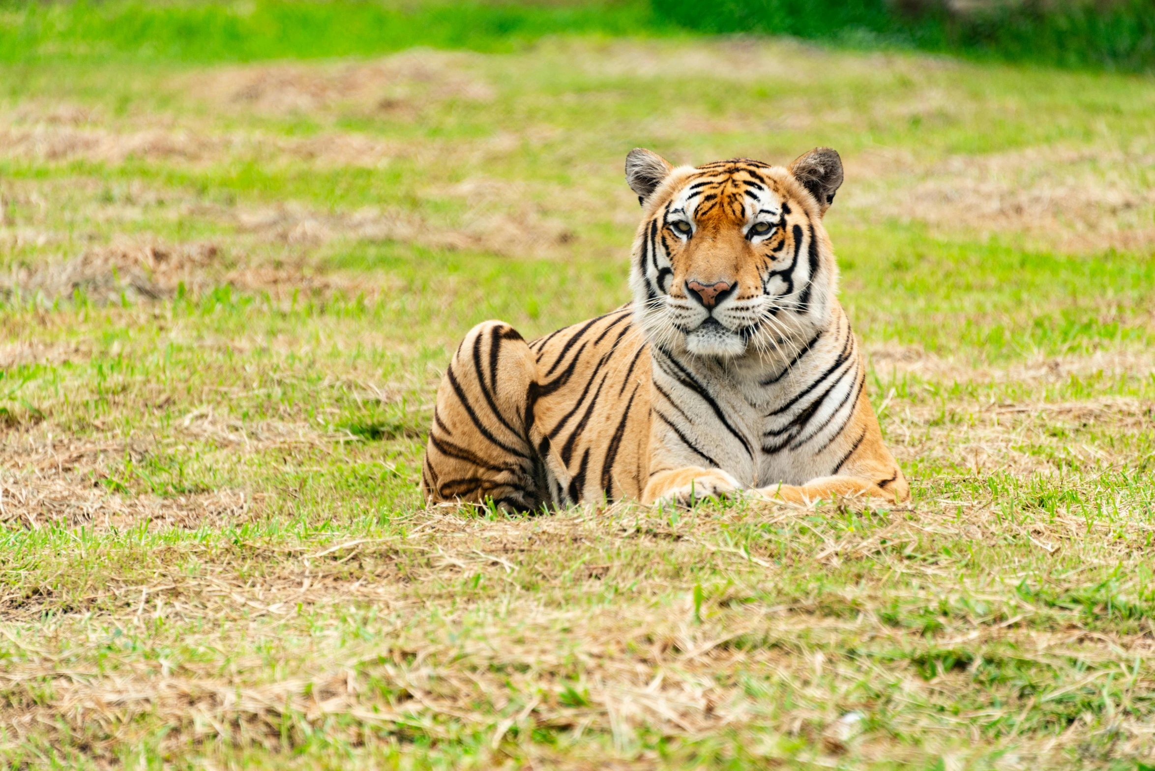 the tiger is laying down in the grass