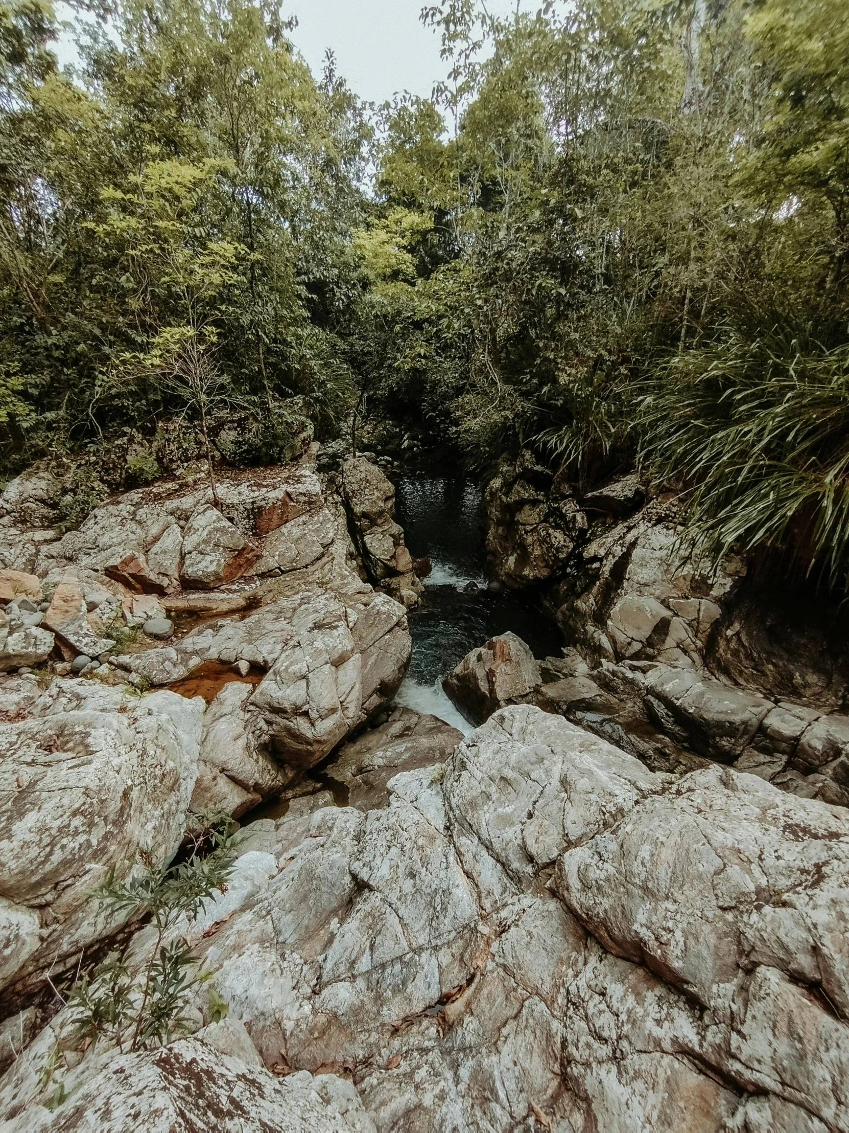 rocky and small creek in the forest at low height