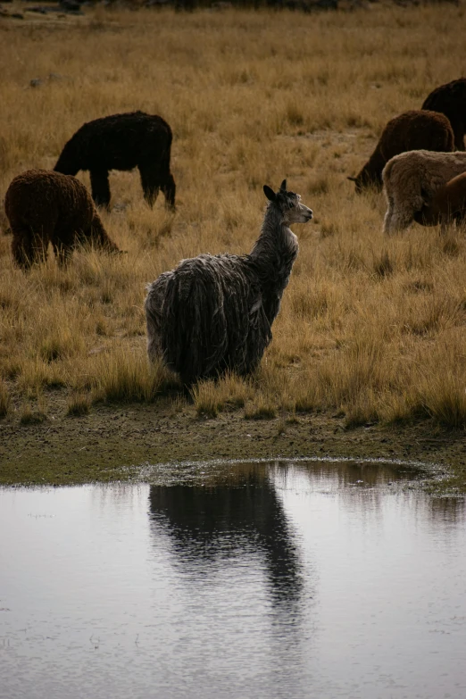 a herd of sheep grazing in a dry grass field