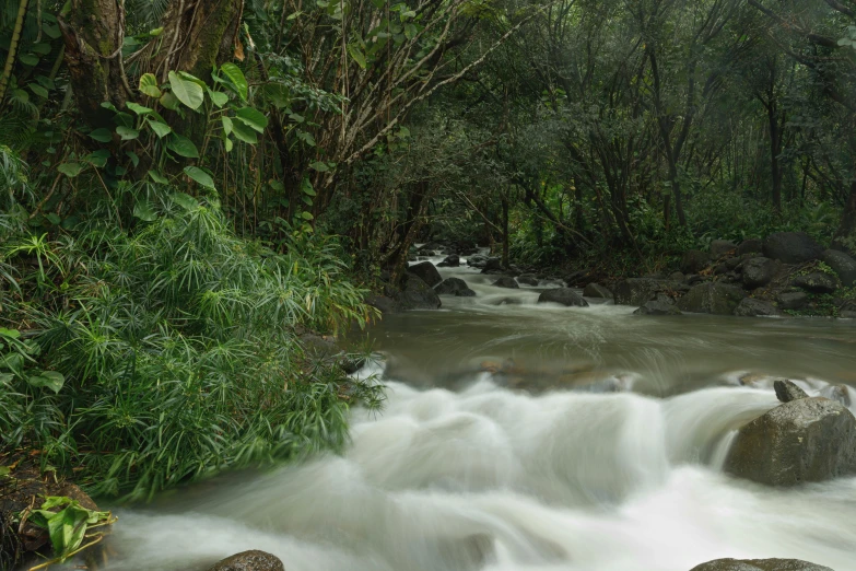 a small stream in the middle of a forest