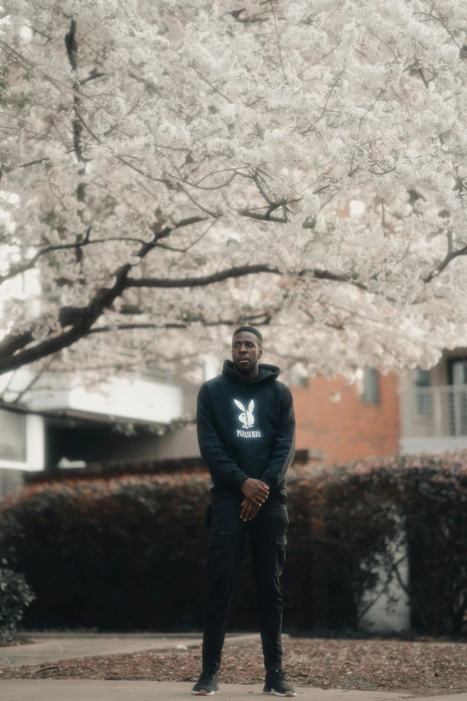 a man in a hoodie stands under a blooming tree