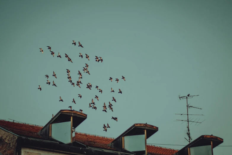 birds are flying in the sky on top of roof tops