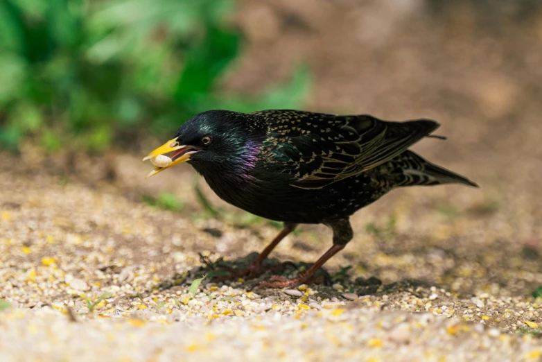 a small black bird with yellow beaks standing on dirt ground