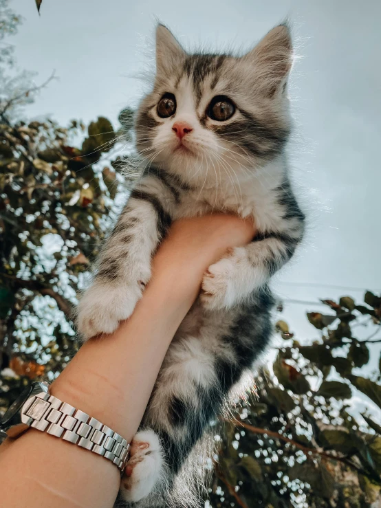 a little kitten on the arm of someone