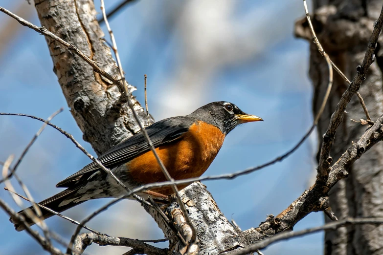 a bird standing on the edge of a tree nch