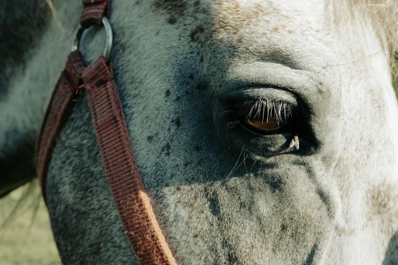 a horse with orange stripes and brown eyes is standing in the grass