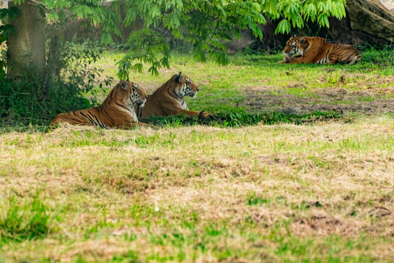 a group of three tigers laying next to a tree