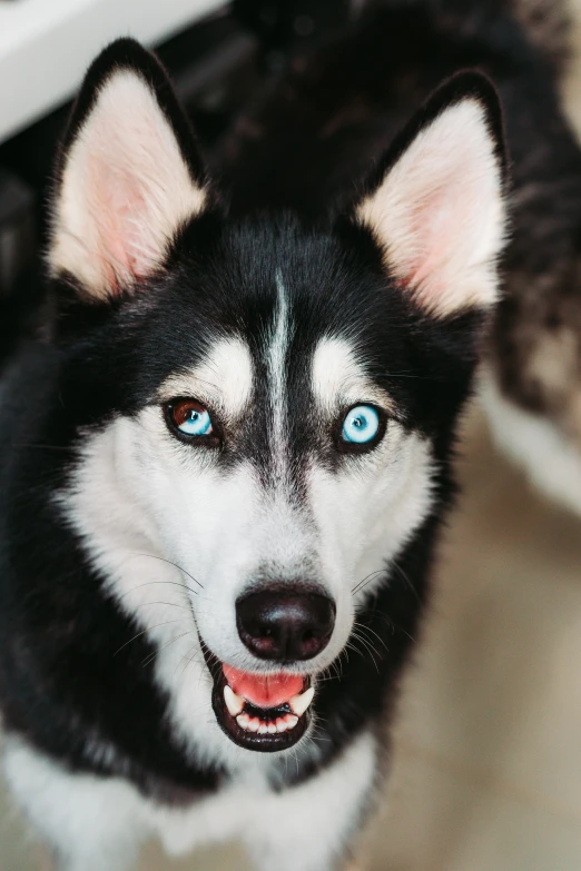 a black and white dog with bright blue eyes