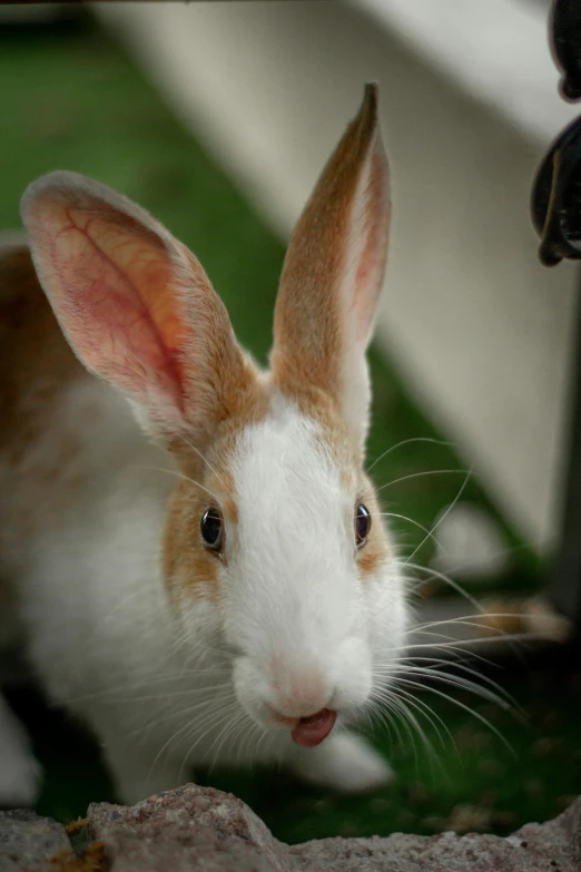 the brown and white bunny is looking at the camera