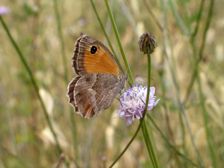 a small brown erfly standing on some pink flowers